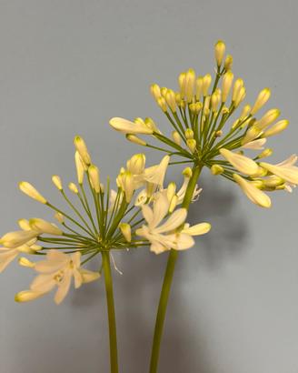 Pianta di Agapanthus bianco