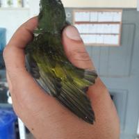 Kakariki ultima mutazione