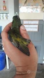 Kakariki ultima mutazione