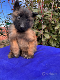 Cuccioli pastore belga malinois