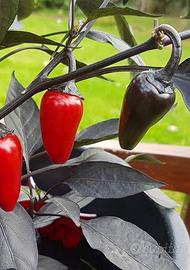 2 piante di peperoncino Count Dracula
