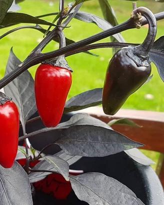 2 piante di peperoncino Count Dracula