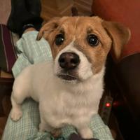 CHLOE, cucciola mix JACK RUSSELL Dolcissima