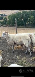 Ariete