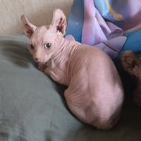 Gatto Sphynx Elf