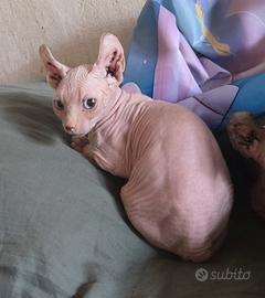 Gatto Sphynx Elf
