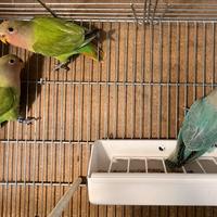 Pappagalli inseparabili roseicollis