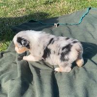 Pastore australiano Australian Shepherd cuccioli