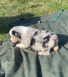 Pastore australiano Australian Shepherd cuccioli