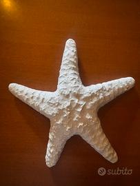 Stella marina porcellana