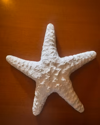 Stella marina porcellana