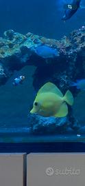 Zebrasoma flavescens - ritiro a mano