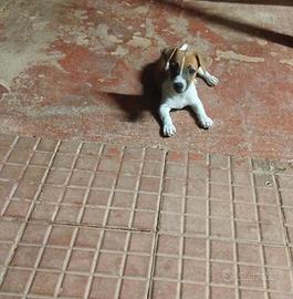 Jack Russell 