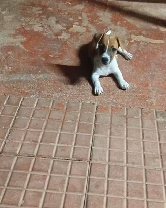 Jack Russell 
