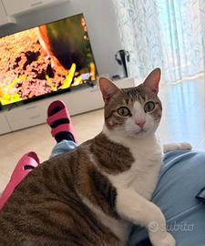 Adozione gatto