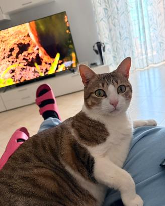 Adozione gatto