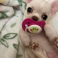Chihuahua Toy cuccioli