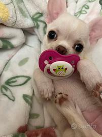 Chihuahua Toy cuccioli