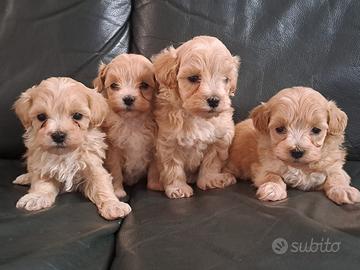 Maltipoo cuccioli