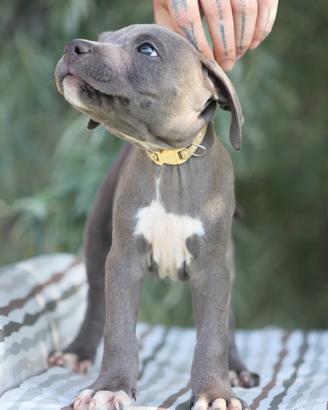 Cuccioli Pit Bull con pedigree anche a rate