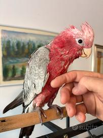 Cacatua rosa allevato a mano