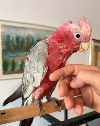Cacatua rosa allevato a mano