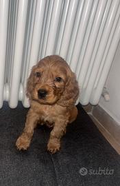 Cuccioli Cocker spaniel
