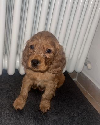 Cuccioli Cocker spaniel