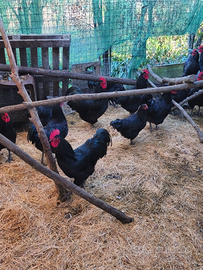 Galli di razza australorp