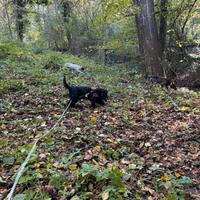 Cocker spaniel da tartufi