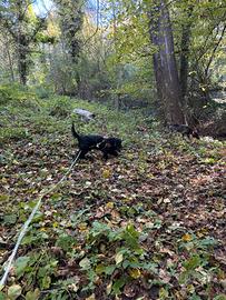 Cocker spaniel da tartufi