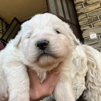 Cuccioli di pastore abruzzese