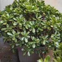 Crassula ovata (albero di giada) vaso quadrato