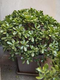 Crassula ovata (albero di giada) vaso quadrato