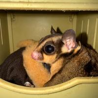 Petauri dello zucchero