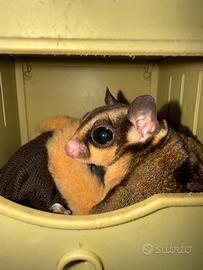 Petauri dello zucchero