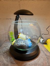 Acquario pesci Cascade Globe Tetra 6.8L