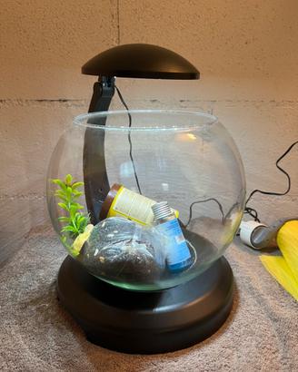 Acquario pesci Cascade Globe Tetra 6.8L