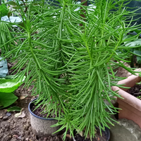 Pianta grassa " Senecio dell' Himalaya"