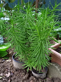 Pianta grassa " Senecio dell' Himalaya"