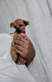 Cuccioli taglia piccola