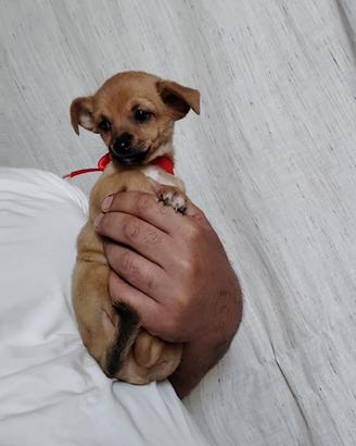 Cuccioli taglia piccola