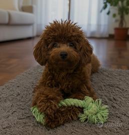 Barboncino toy red disponibile per monte