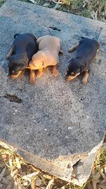 Pinscher originali 3396814173