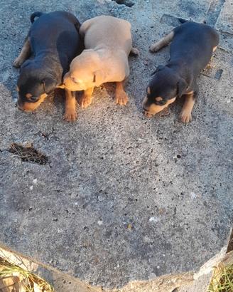Pinscher originali 3396814173