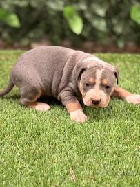 American Pitbull terrier tricolore