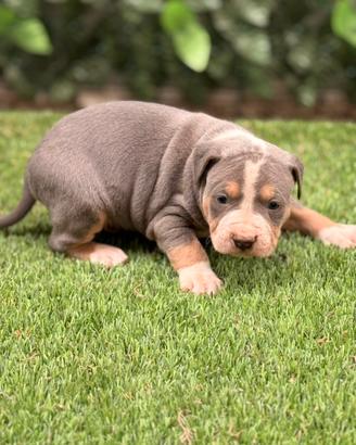 American Pitbull terrier tricolore