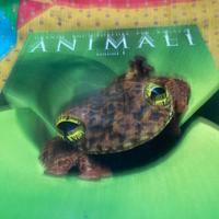 Enciclopedia animali