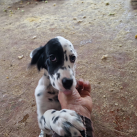 Cuccioli pura razza setter inglese