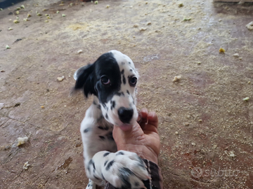 Cuccioli pura razza setter inglese